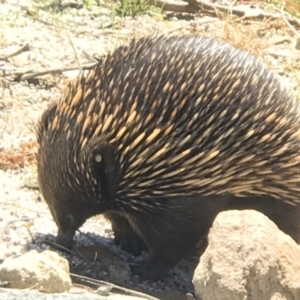 Tachyglossus aculeatus at Acton, ACT - 12 Nov 2018