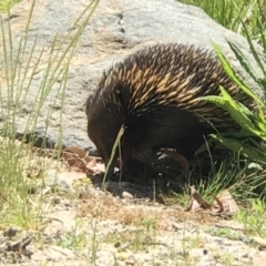 Tachyglossus aculeatus at Acton, ACT - 12 Nov 2018