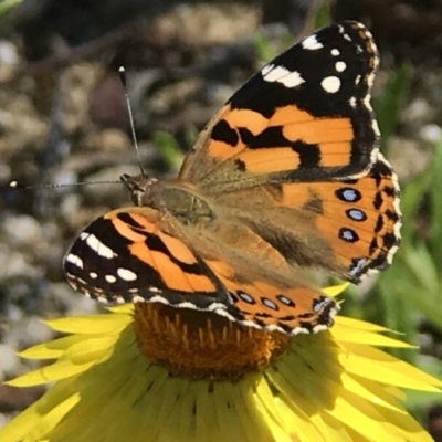 Vanessa kershawi (Australian Painted Lady) at Acton, ACT - 12 Nov 2018 by PeterR