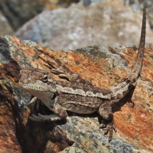 Rankinia diemensis at Tharwa, ACT - 13 Nov 2018 10:28 AM