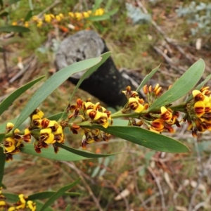 Daviesia mimosoides subsp. mimosoides at Booth, ACT - 13 Nov 2018