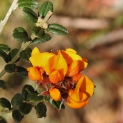 Oxylobium ellipticum (Common Shaggy Pea) at Booth, ACT - 12 Nov 2018 by JohnBundock