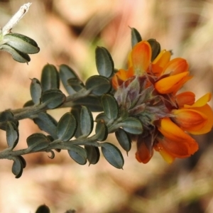 Oxylobium ellipticum at Booth, ACT - 13 Nov 2018