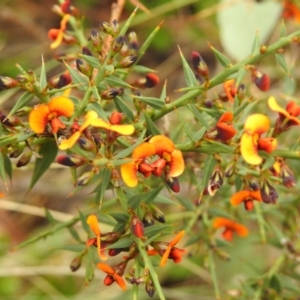 Daviesia ulicifolia subsp. ruscifolia at Booth, ACT - 13 Nov 2018