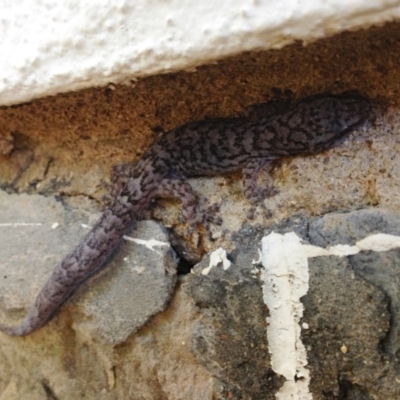 Christinus marmoratus (Southern Marbled Gecko) at Red Hill, ACT - 29 Dec 2013 by Illilanga