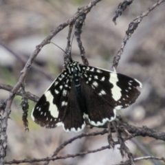 Idalima affinis (A day flying moth) at Tharwa, ACT - 11 Nov 2018 by SWishart