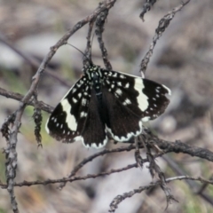 Idalima affinis at Tharwa, ACT - 11 Nov 2018