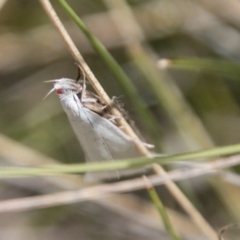 Zacorus carus (White Wingia) at Tharwa, ACT - 11 Nov 2018 by SWishart