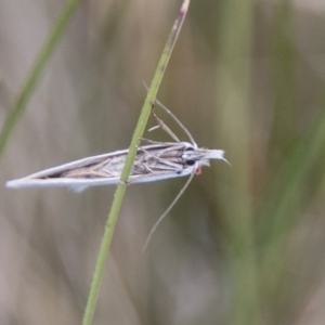 Zacorus carus at Tharwa, ACT - 11 Nov 2018