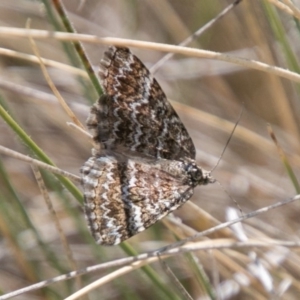 Chrysolarentia heliacaria at Tharwa, ACT - 11 Nov 2018