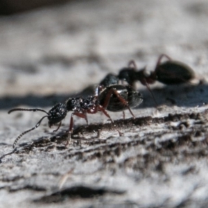 Dolichoderus sp. (genus) at Rendezvous Creek, ACT - 11 Nov 2018