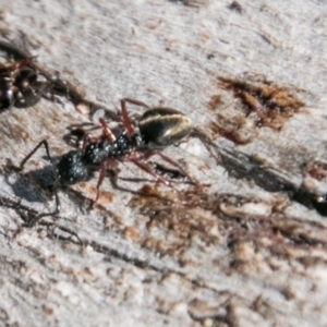 Dolichoderus sp. (genus) at Rendezvous Creek, ACT - 11 Nov 2018