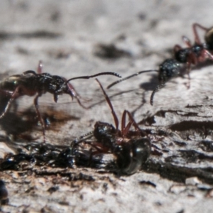 Dolichoderus sp. (genus) at Rendezvous Creek, ACT - 11 Nov 2018