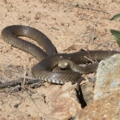 Pseudonaja textilis (Eastern Brown Snake) at Michelago, NSW - 12 Nov 2018 by Illilanga