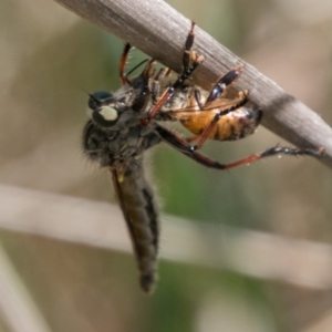 Neoaratus hercules at Stromlo, ACT - 4 Nov 2018