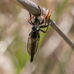 Neoaratus hercules at Stromlo, ACT - 4 Nov 2018