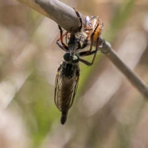 Neoaratus hercules at Stromlo, ACT - 4 Nov 2018