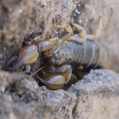 Urodacus manicatus (Black Rock Scorpion) at Michelago, NSW - 12 Nov 2018 by Illilanga