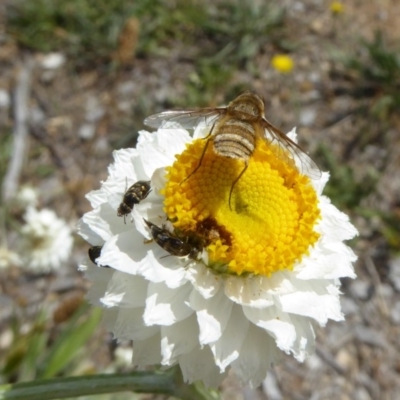 Villa sp. (genus) (Unidentified Villa bee fly) at Sth Tablelands Ecosystem Park - 12 Nov 2018 by AndyRussell