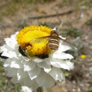 Villa sp. (genus) at Molonglo Valley, ACT - 13 Nov 2018