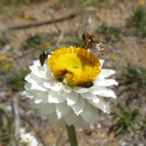 Villa sp. (genus) at Molonglo Valley, ACT - 13 Nov 2018