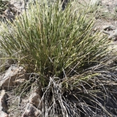 Lomandra longifolia at Illilanga & Baroona - 12 Nov 2018