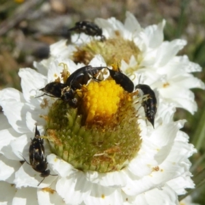 Mordellidae (family) at Molonglo Valley, ACT - 13 Nov 2018 09:56 AM