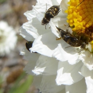 Mordellidae (family) at Molonglo Valley, ACT - 13 Nov 2018 09:56 AM