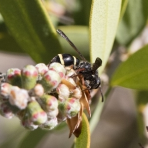 Eumeninae (subfamily) at Michelago, NSW - 12 Nov 2018 09:19 AM