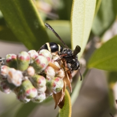 Eumeninae (subfamily) (Unidentified Potter wasp) at Michelago, NSW - 11 Nov 2018 by Illilanga