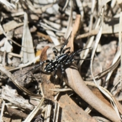 Nyssus albopunctatus (White-spotted swift spider) at Michelago, NSW - 11 Nov 2018 by Illilanga