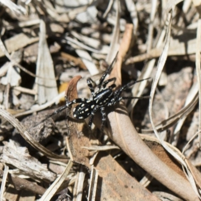 Nyssus albopunctatus (White-spotted swift spider) at Michelago, NSW - 11 Nov 2018 by Illilanga