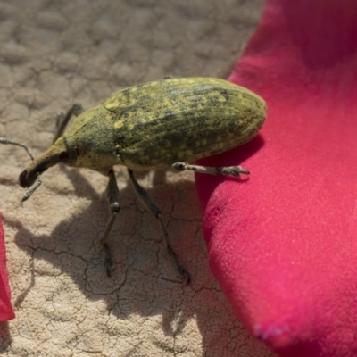 Larinus latus (Onopordum seed weevil) at Higgins, ACT - 12 Nov 2018 by AlisonMilton