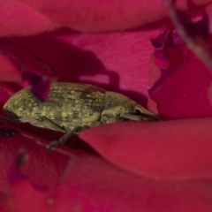 Larinus latus at Higgins, ACT - 13 Nov 2018 07:54 AM