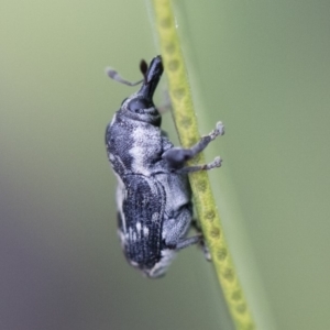 Neolaemosaccus sp. (genus) at Michelago, NSW - 10 Nov 2018 10:33 AM