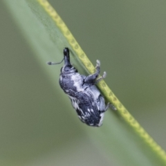 Neolaemosaccus sp. (genus) at Michelago, NSW - 10 Nov 2018