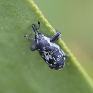 Neolaemosaccus sp. (genus) at Michelago, NSW - 10 Nov 2018