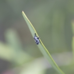 Neolaemosaccus sp. (genus) at Michelago, NSW - 10 Nov 2018 10:33 AM