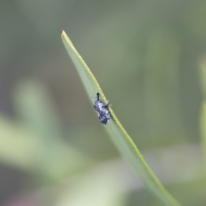 Neolaemosaccus sp. (genus) at Michelago, NSW - 10 Nov 2018