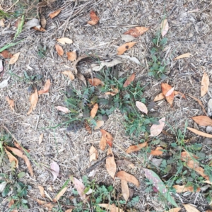 Chondrilla juncea at Garran, ACT - 13 Nov 2018