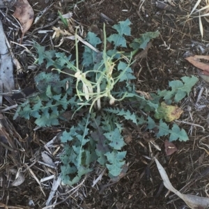 Chondrilla juncea at Garran, ACT - 13 Nov 2018