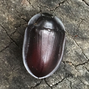 Pterohelaeus piceus at Hughes, ACT - 13 Nov 2018