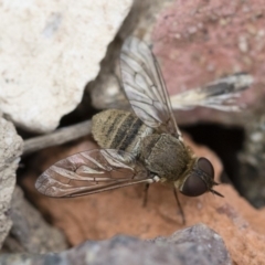 Villa sp. (genus) (Unidentified Villa bee fly) at Michelago, NSW - 9 Nov 2018 by Illilanga