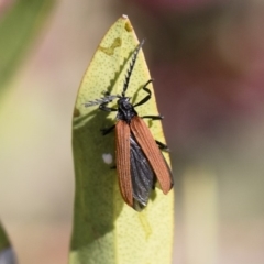 Porrostoma rhipidium (Long-nosed Lycid (Net-winged) beetle) at Michelago, NSW - 11 Nov 2018 by Illilanga