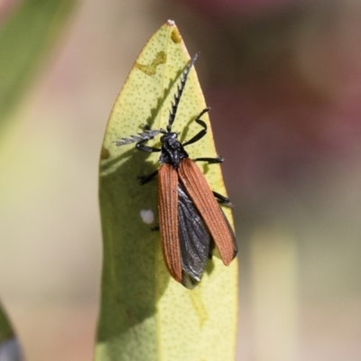 Porrostoma rhipidium (Long-nosed Lycid (Net-winged) beetle) at Michelago, NSW - 10 Nov 2018 by Illilanga