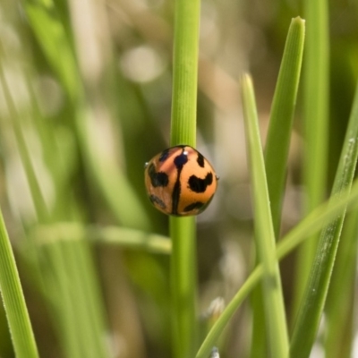 Coccinella transversalis (Transverse Ladybird) at Michelago, NSW - 11 Nov 2018 by Illilanga