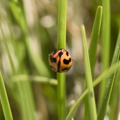 Coccinella transversalis (Transverse Ladybird) at Michelago, NSW - 10 Nov 2018 by Illilanga