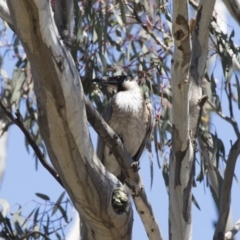 Philemon corniculatus (Noisy Friarbird) at Michelago, NSW - 12 Nov 2018 by Illilanga