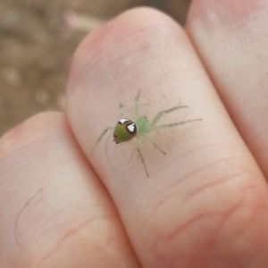 Araneus sp. (genus) at Weston, ACT - 13 Nov 2018 03:16 PM