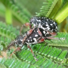 Aoplocnemis sp. (genus) (A weevil) at Larbert, NSW - 8 Nov 2018 by Harrisi